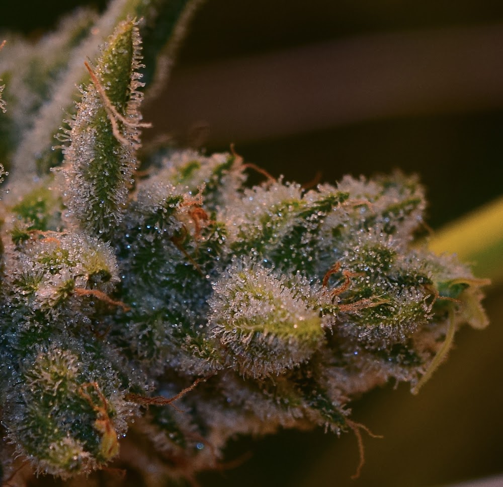 Rocky Mountain High Dispensary photo 8