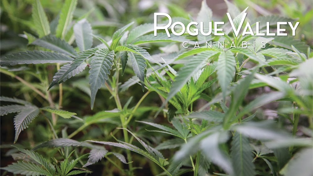 Rogue Valley Cannabis photo 2