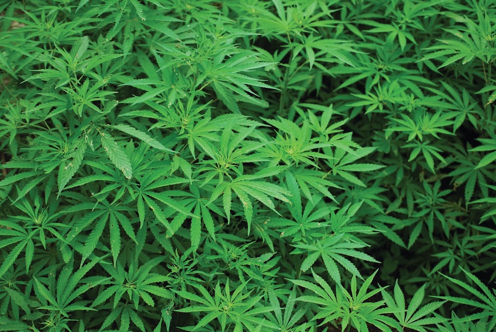 Root 66 Dispensary photo 2