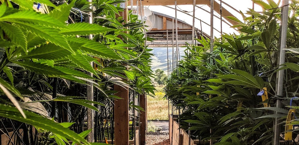 Sacred Sun Farms photo 8