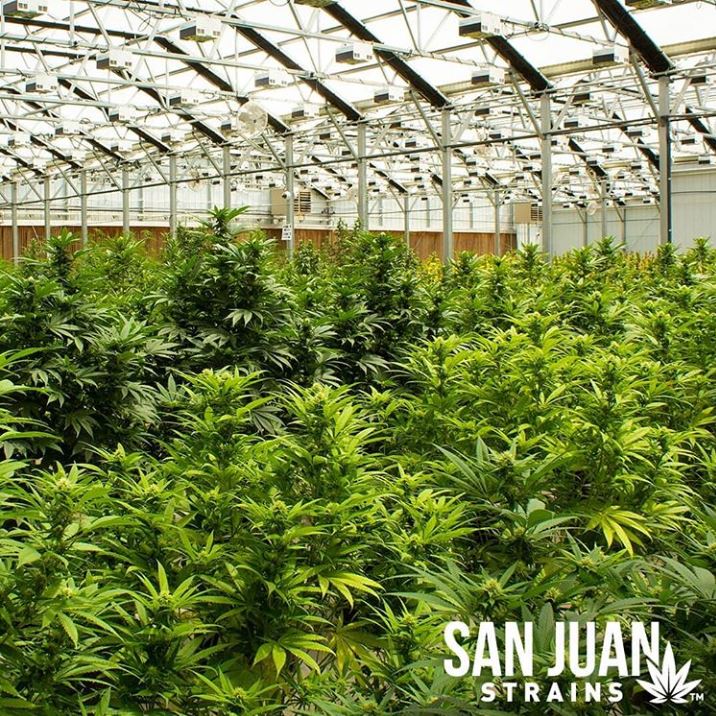 San Juan Strains photo 1