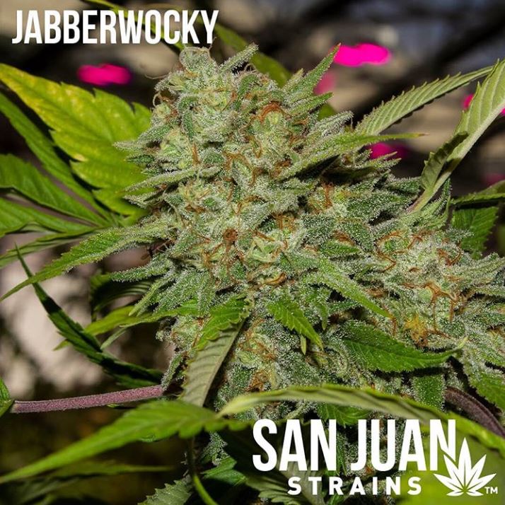 San Juan Strains photo 3