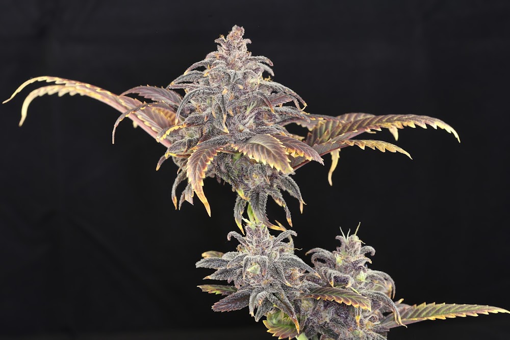 San Juan Strains photo 4