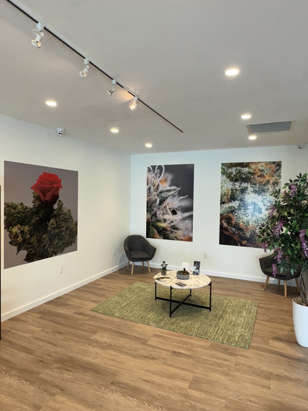 Sanctuary Cannabis photo 5