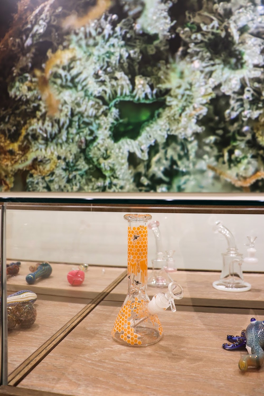 Sanctuary Cannabis photo 6