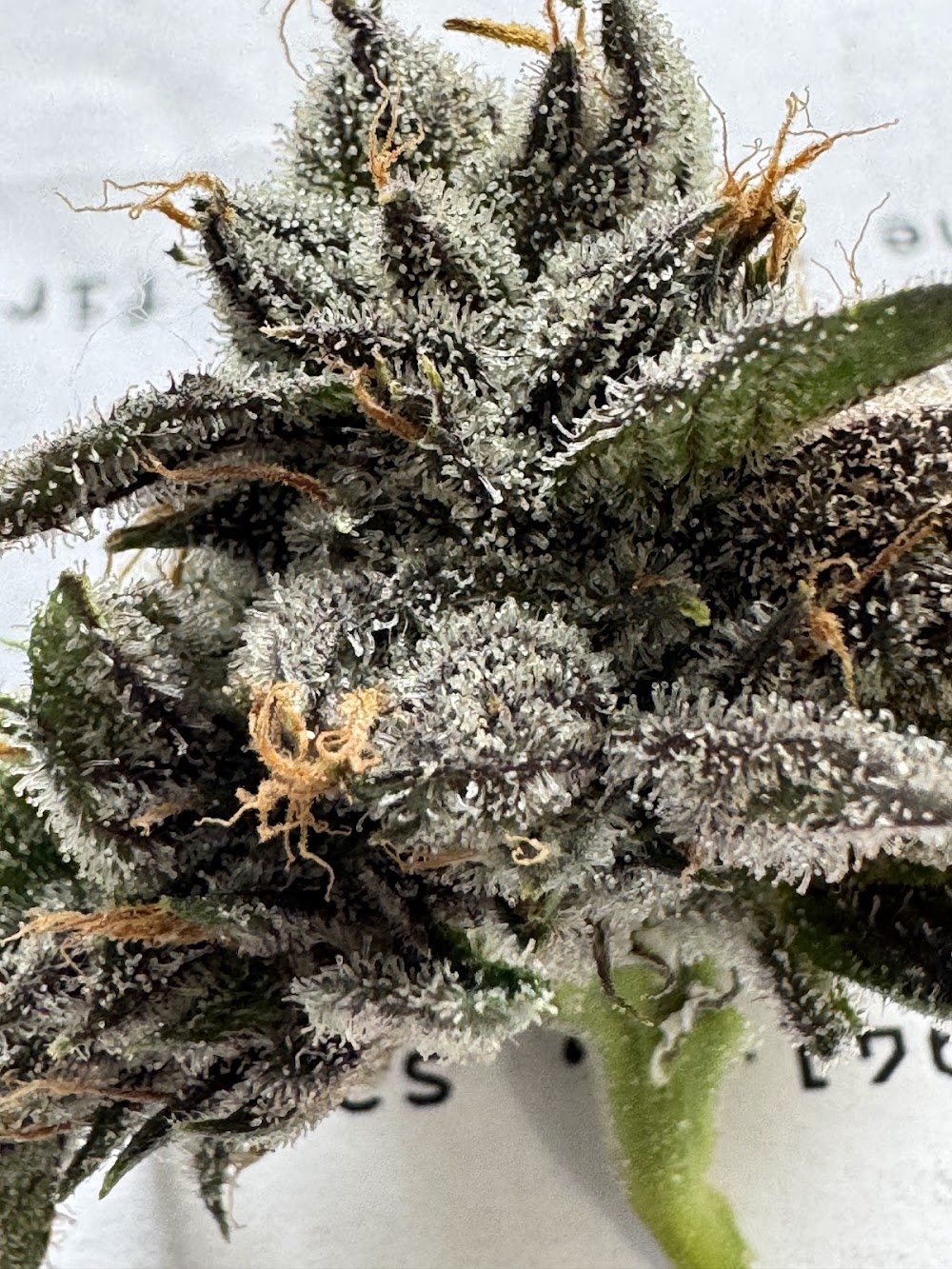 Santa Cruz Flavors photo 3