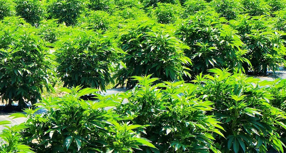 Sativa Sisters photo 2