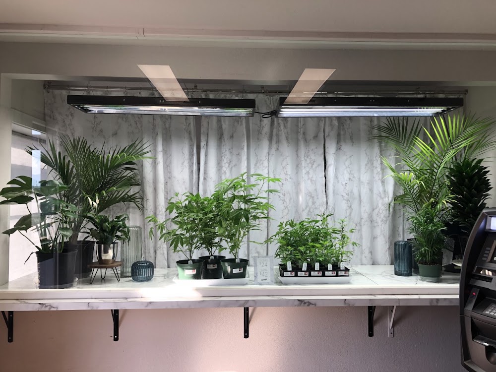 Sensible Cannabis Company photo 2
