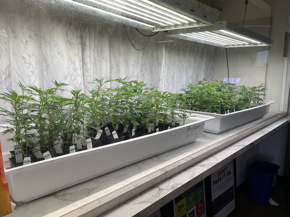 Sensible Cannabis Company photo 4