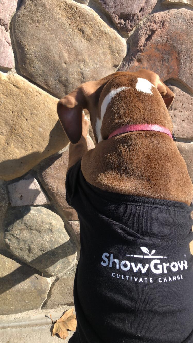 Showgrow photo 7