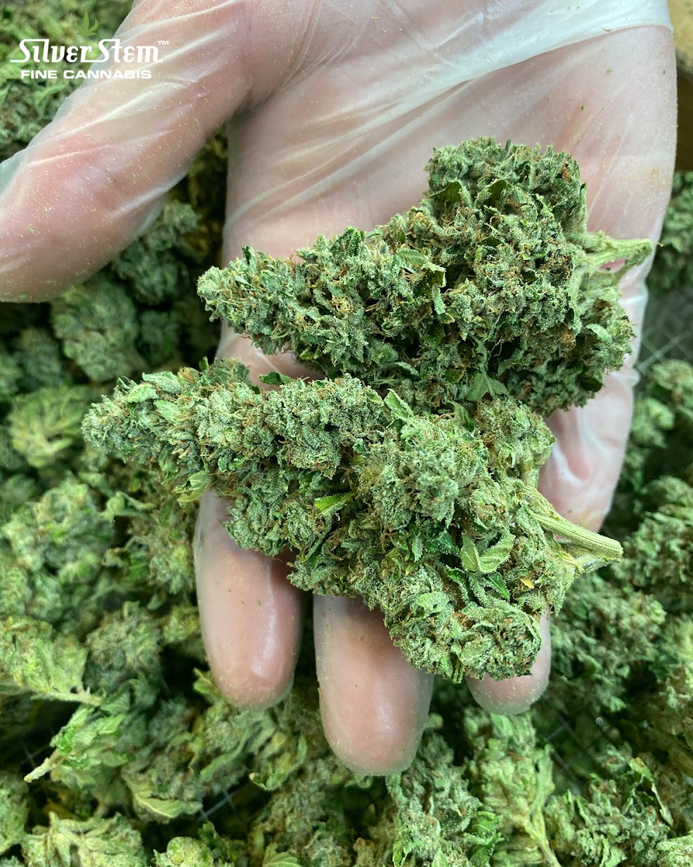Silver Stem Fine Cannabis photo 6