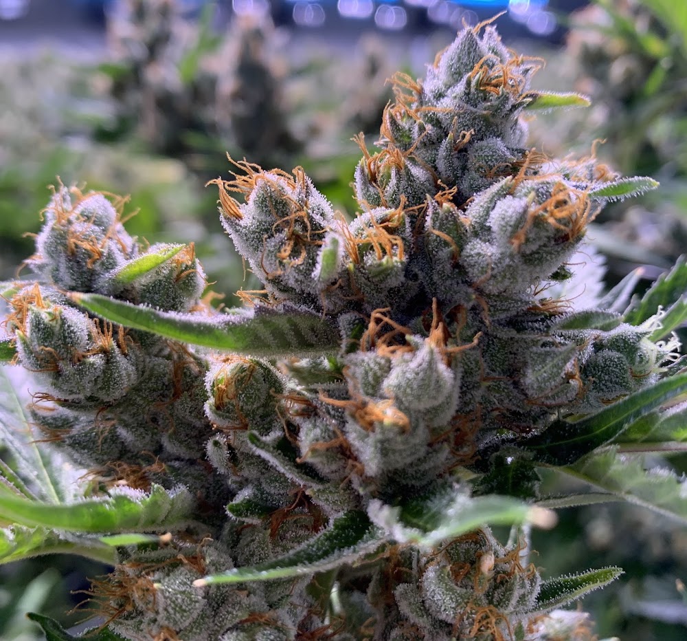 Silver Stem Fine Cannabis photo 8