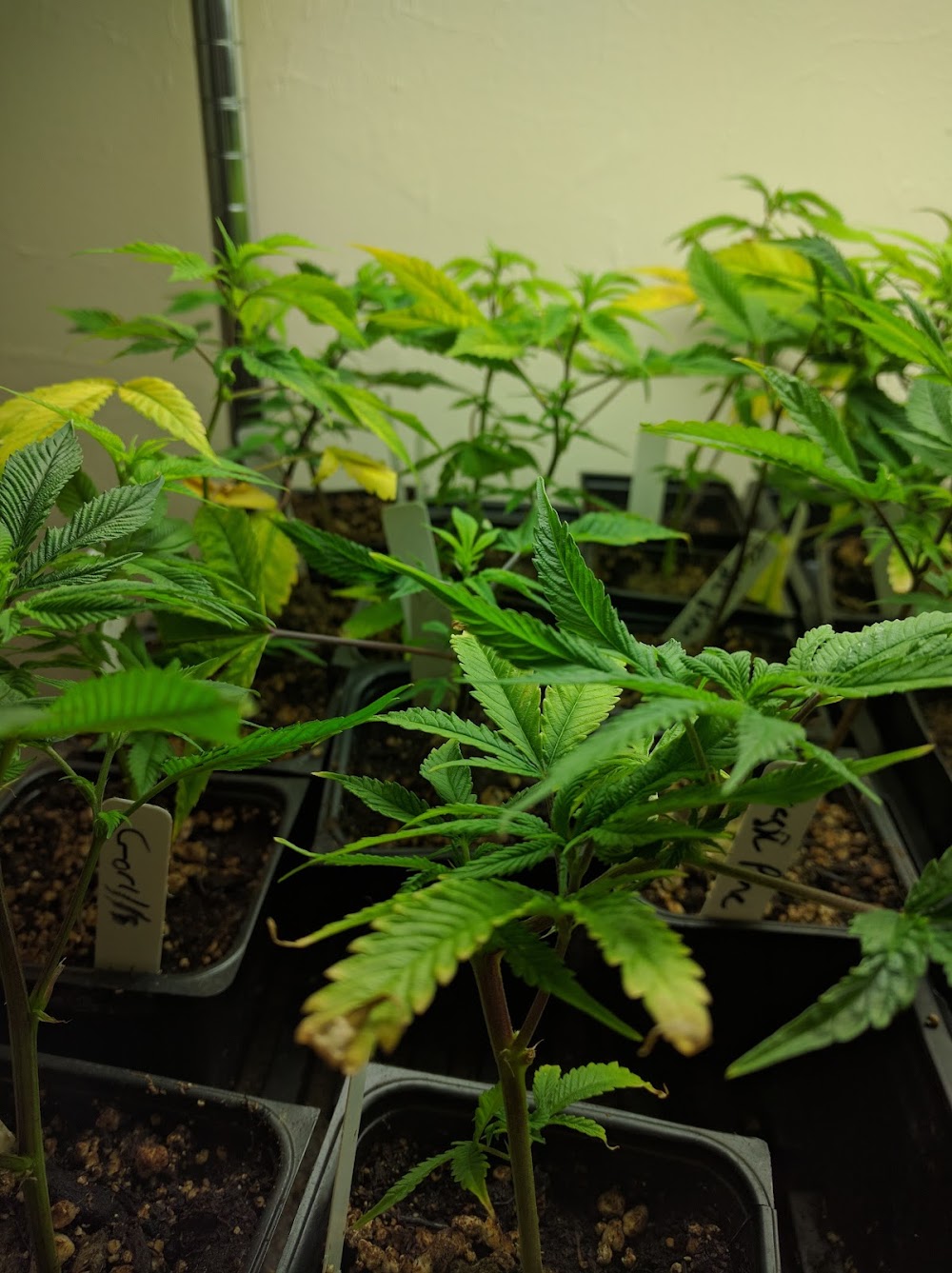 South Coast Dispensaries And More photo 4