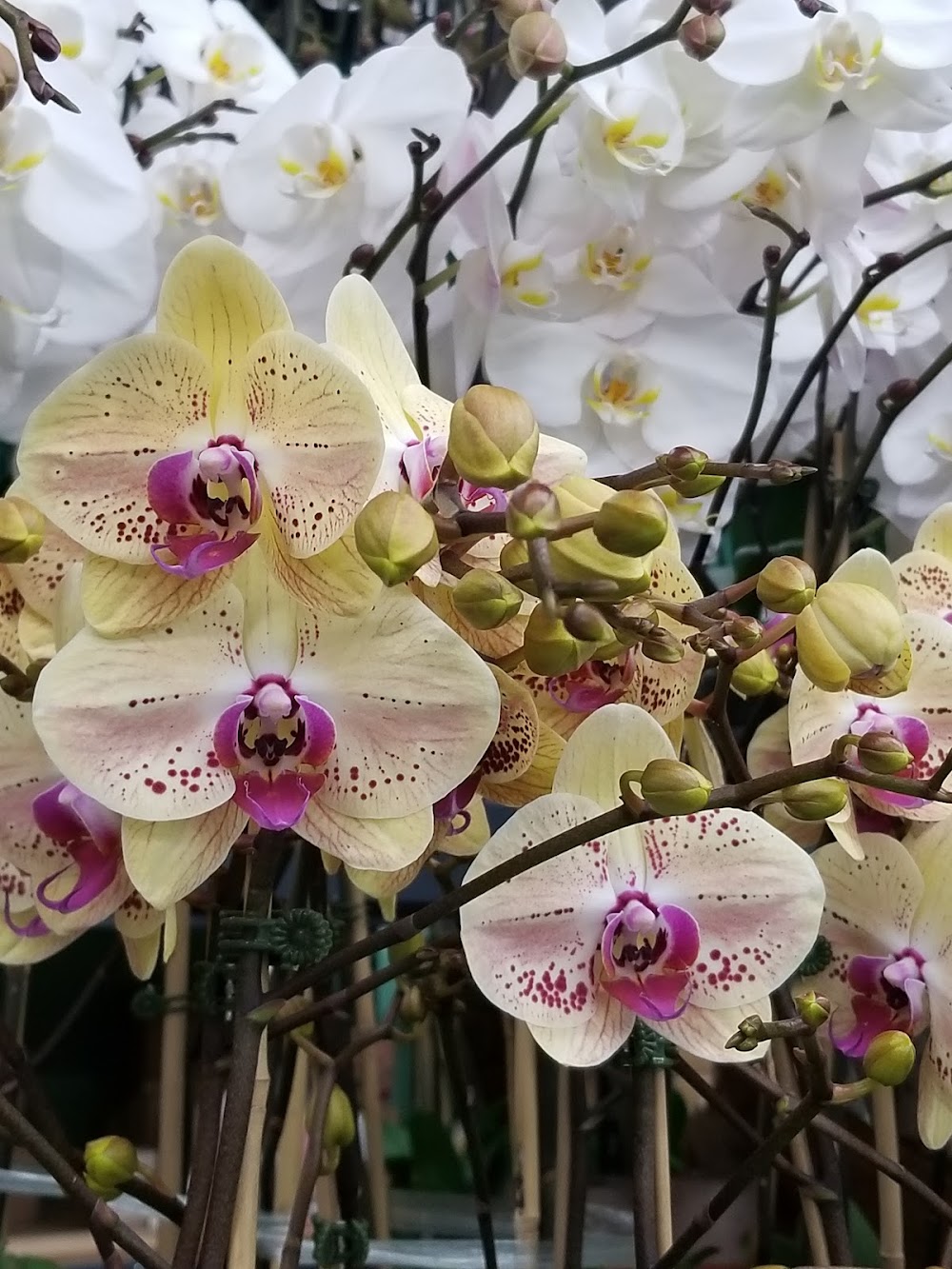 Southern California Flower Company photo 2
