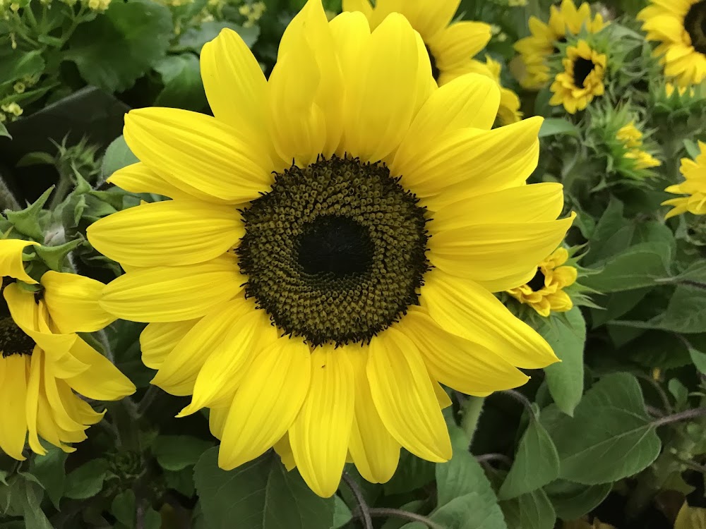 Southern California Flower Company photo 4