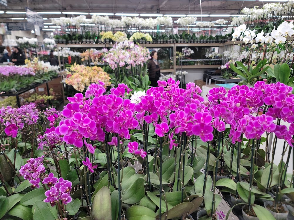 Southern California Flower Company photo 5