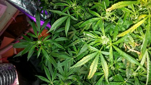 Southern Colorado Cannabis Club photo 8