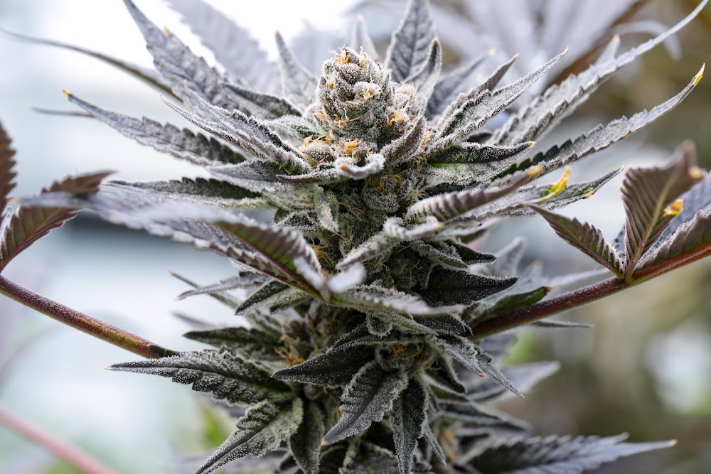 Southwest Cannabis - Cerrillos photo 6