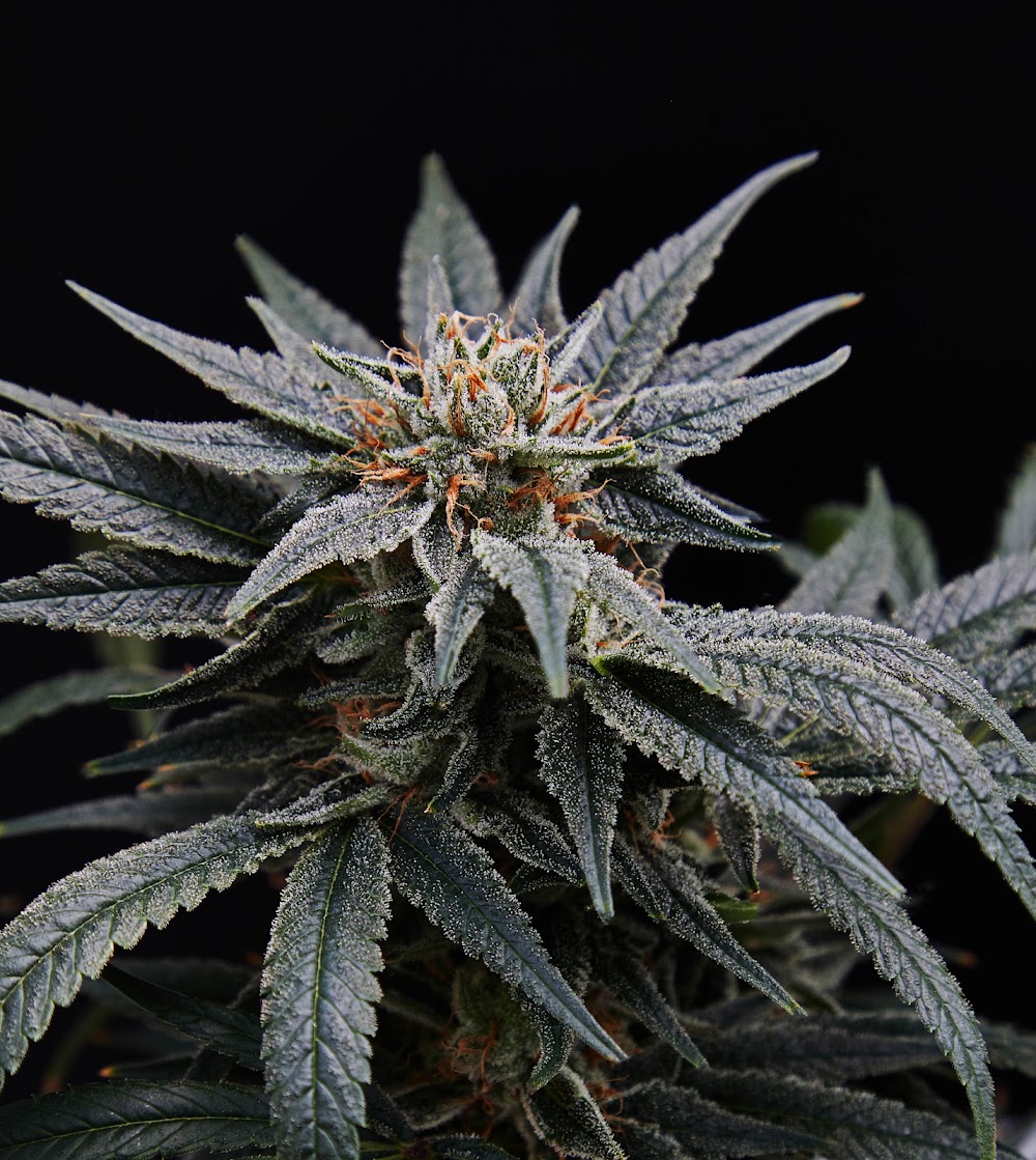 Southwest Cannabis - N Riverside photo 2