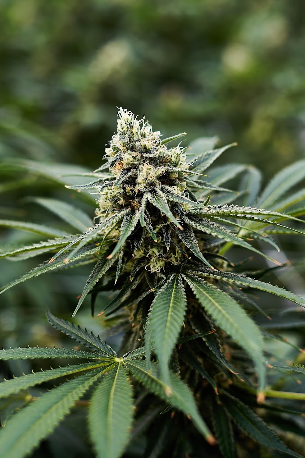 Southwest Cannabis - N Riverside photo 4