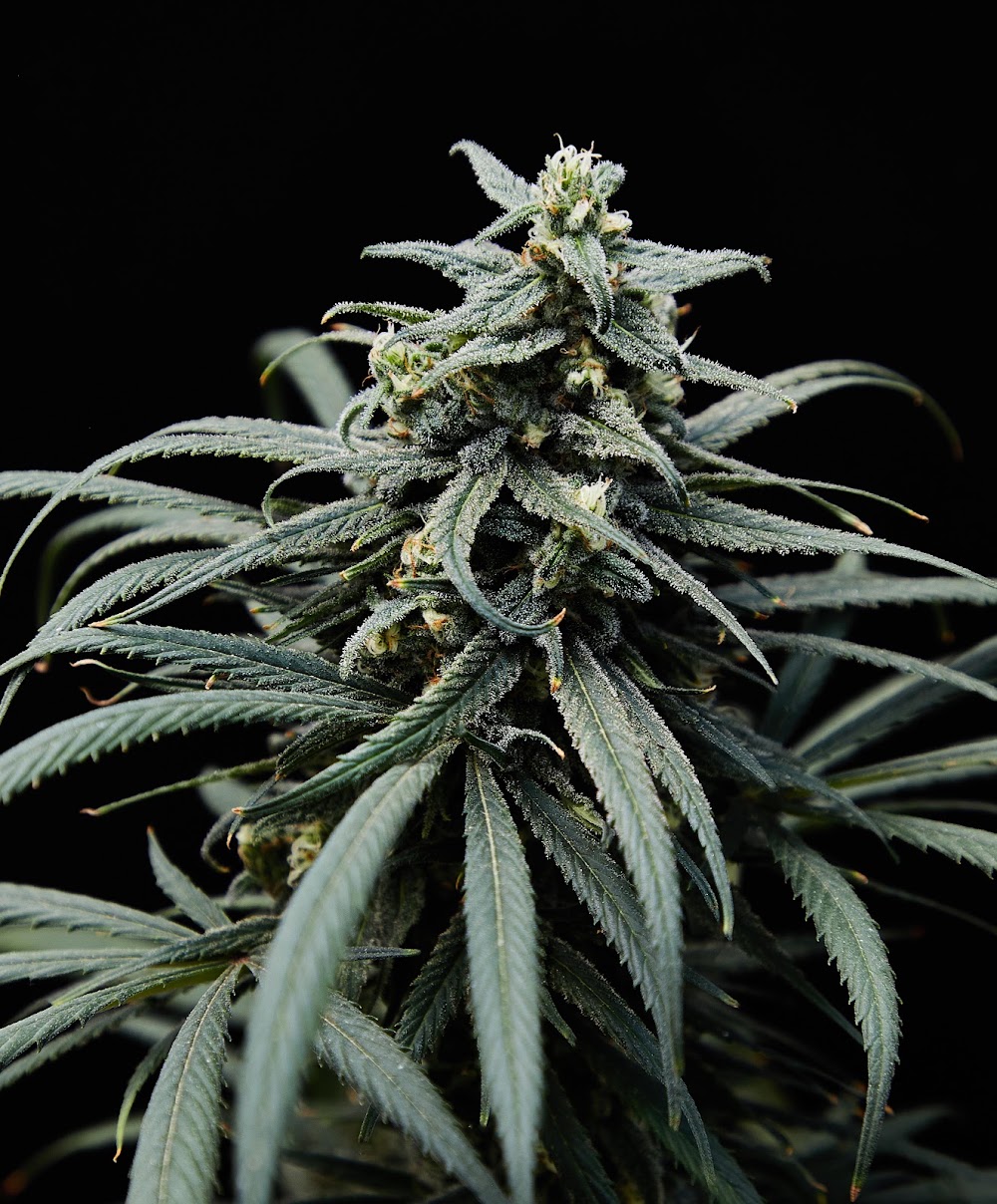 Southwest Cannabis - N Riverside photo 8