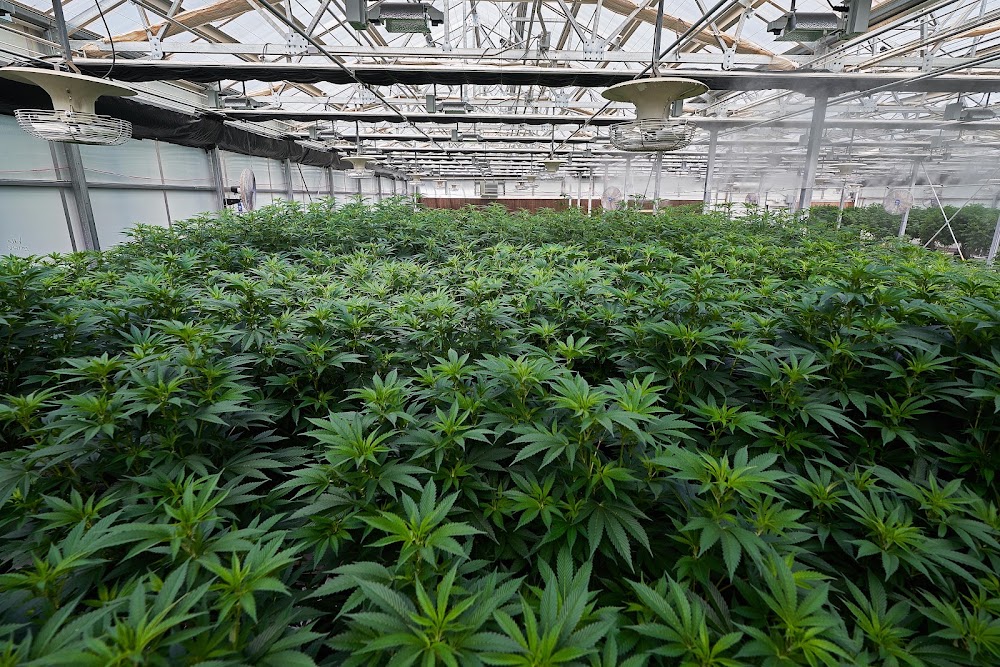 Southwest Cannabis- Old Santa Fe Trail photo 2