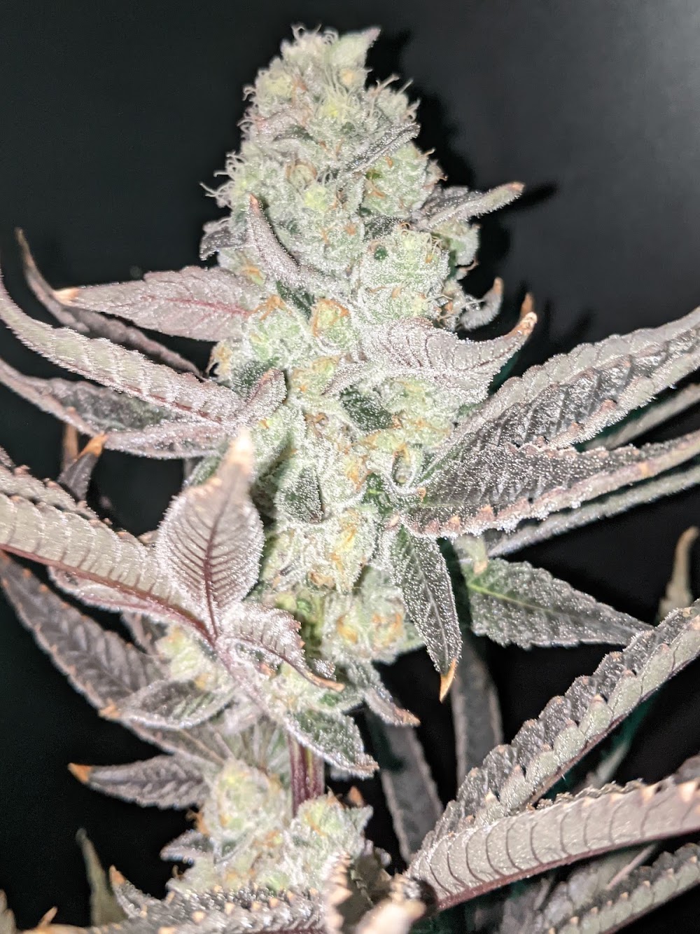 Sticky Budz photo 1