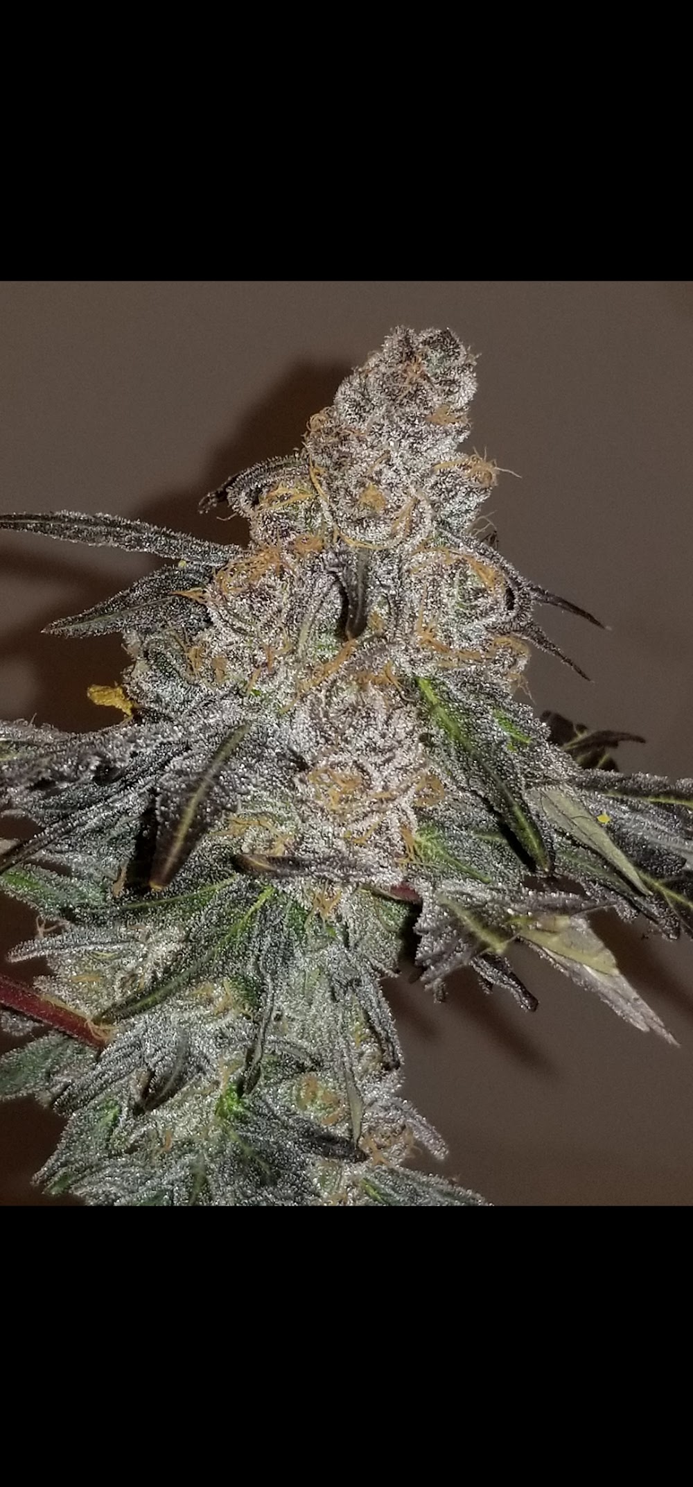 Sticky Diamond photo 2