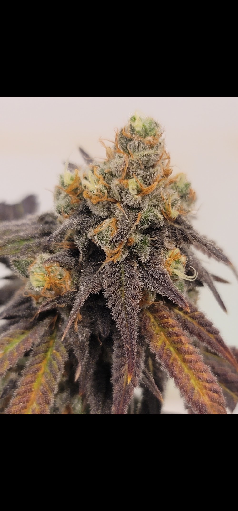 Sticky Diamond photo 4