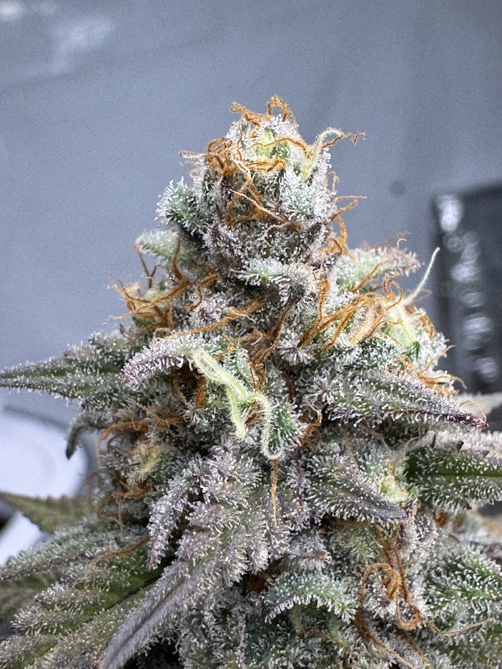 Sundays Clone Bar And Dispensary photo 4