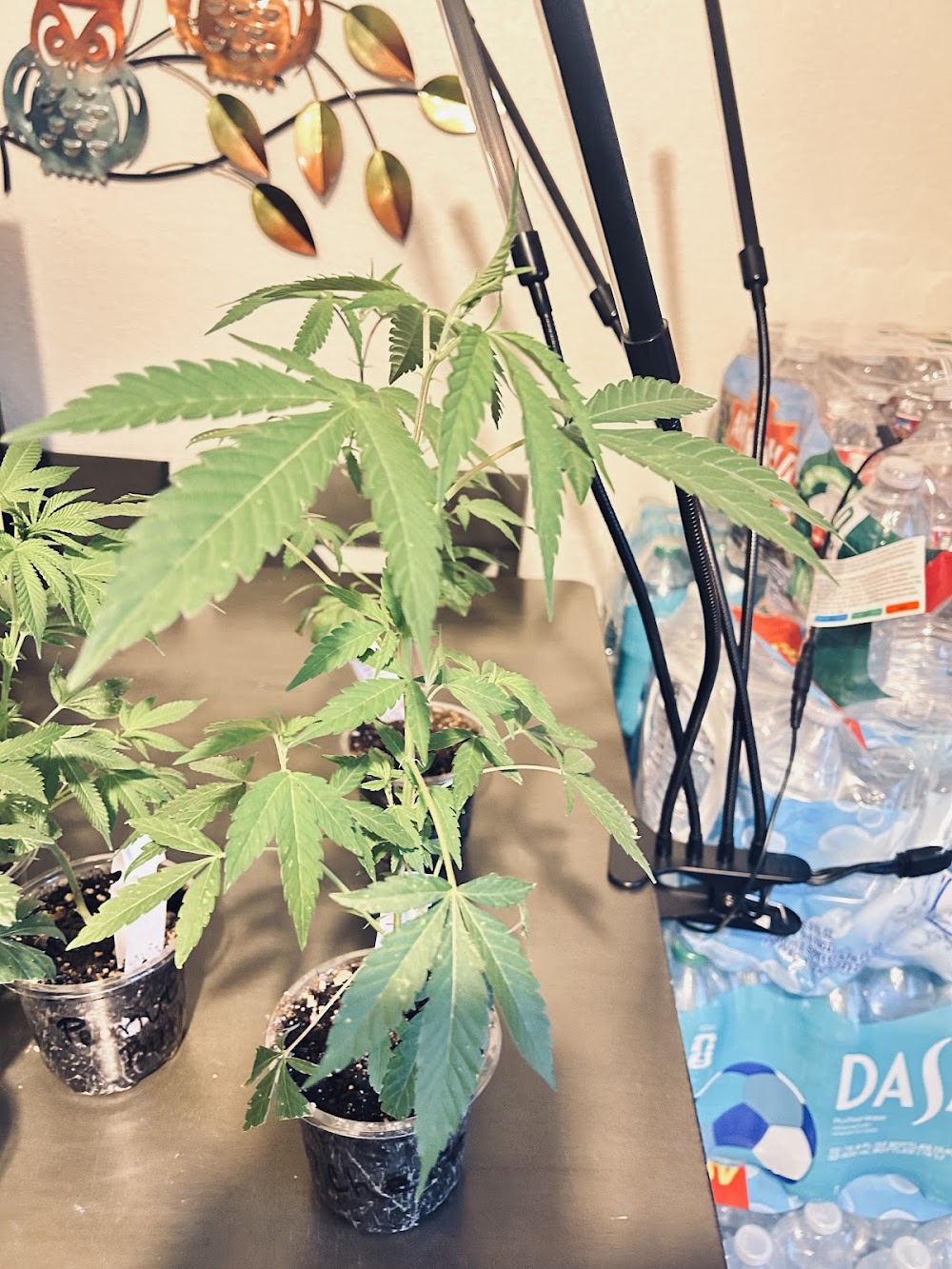 Sundays Clone Bar And Dispensary photo 6
