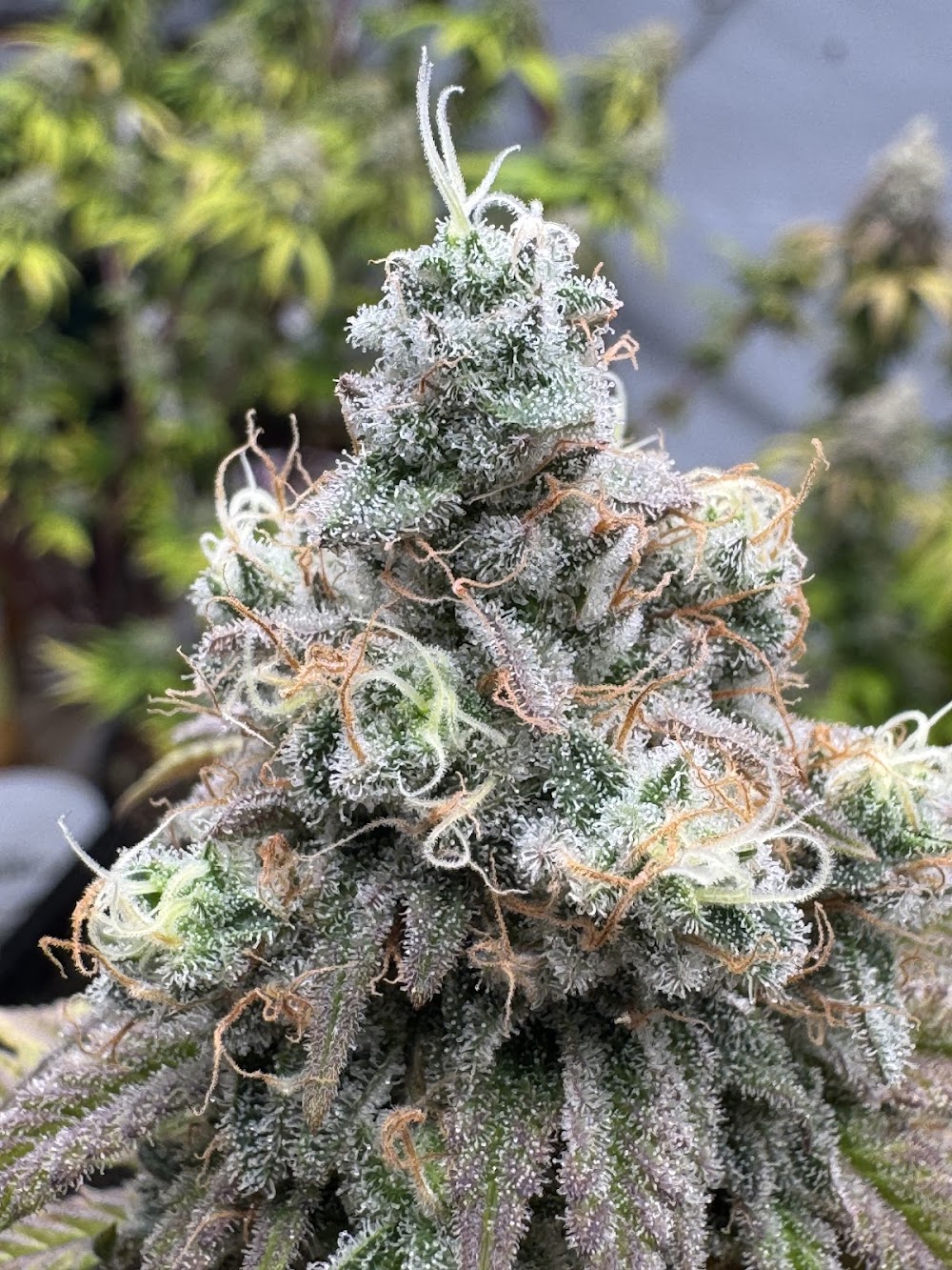 Sundays Clone Bar And Dispensary photo 7