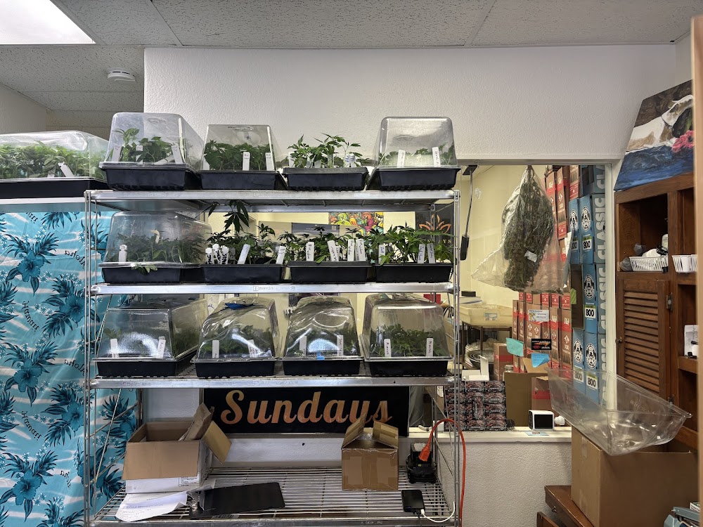 Sundays Clone Bar And Dispensary photo 8