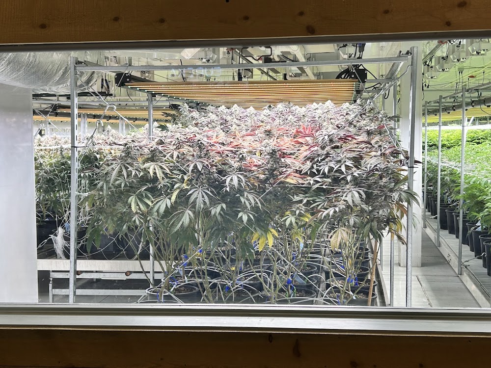 Sweet Leaf Pioneer photo 4
