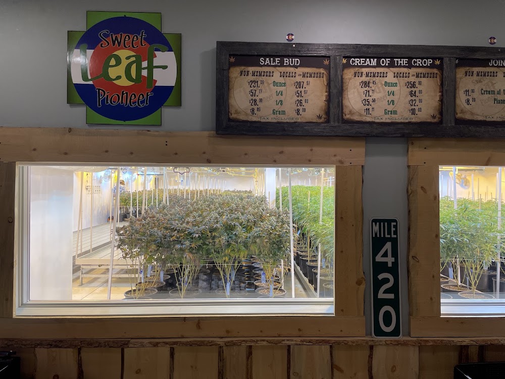 Sweet Leaf Pioneer photo 7