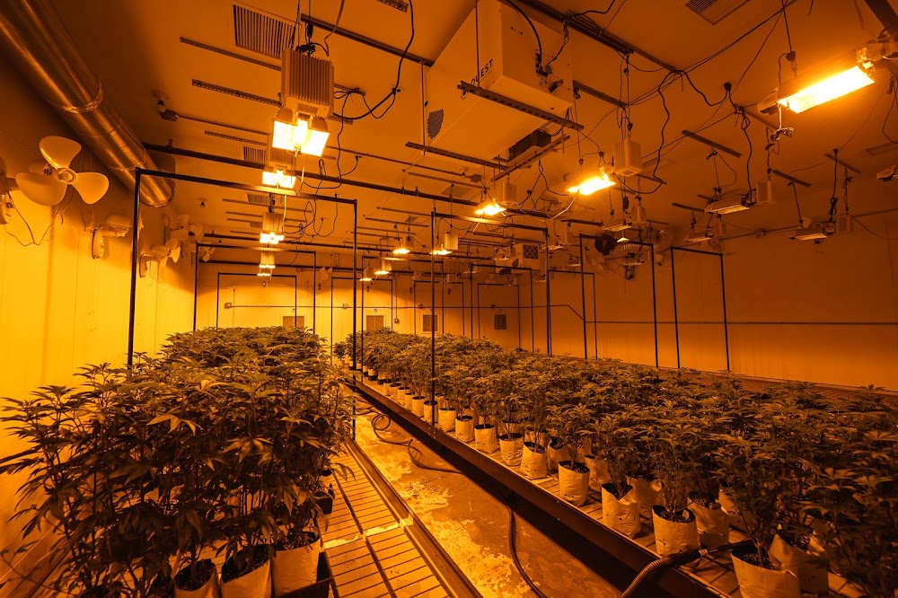 The Bud Farmacy photo 3