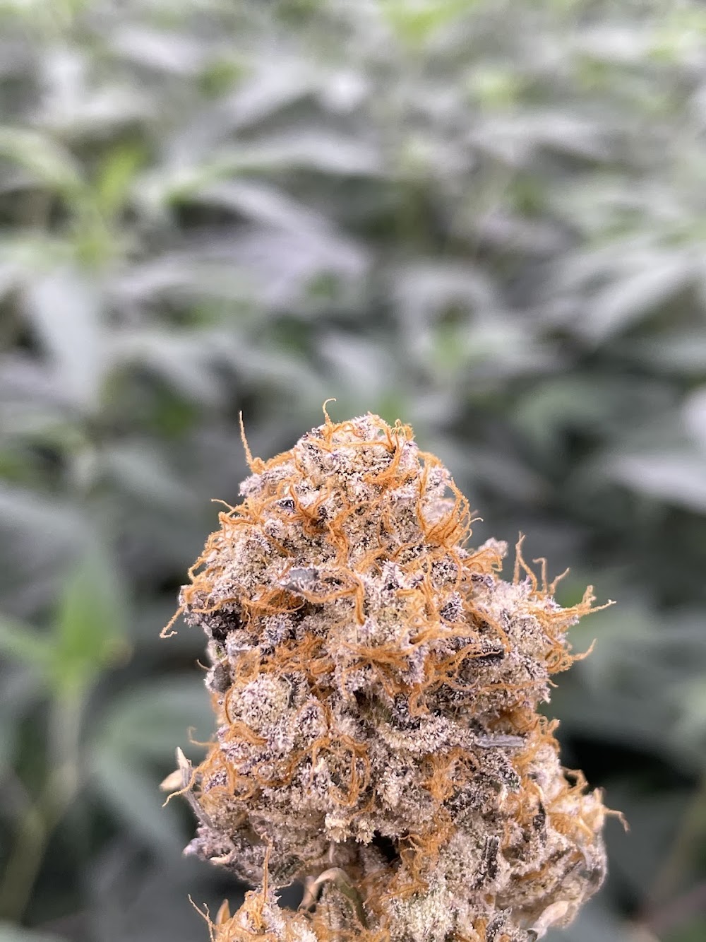 The Cannabis Cabin photo 3