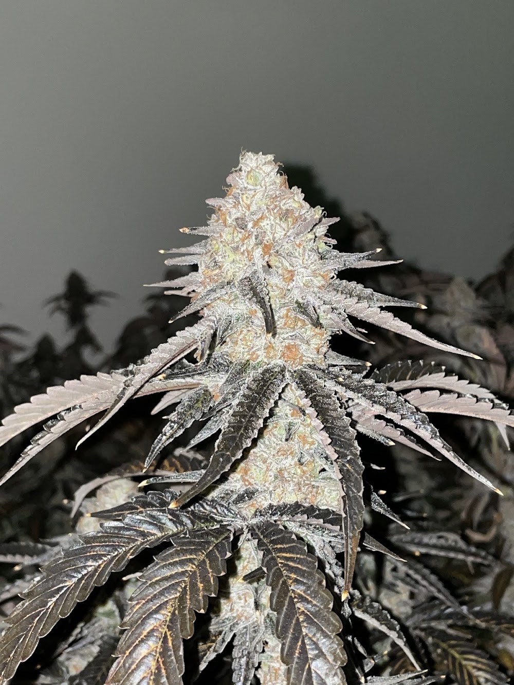 The Cannabis Cabin photo 7