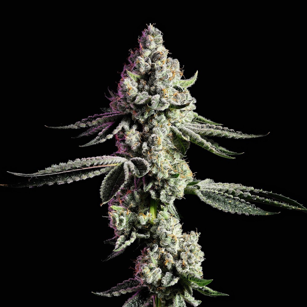 The Cannabist photo 6