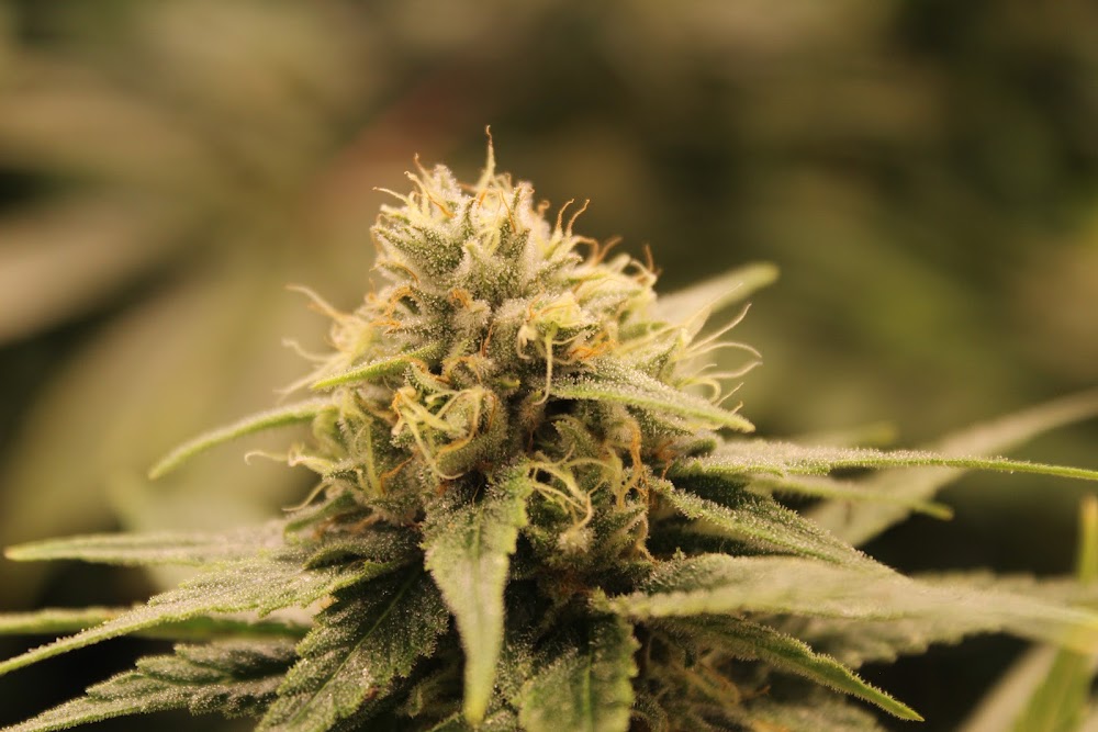 The Chronic Boutique photo 5