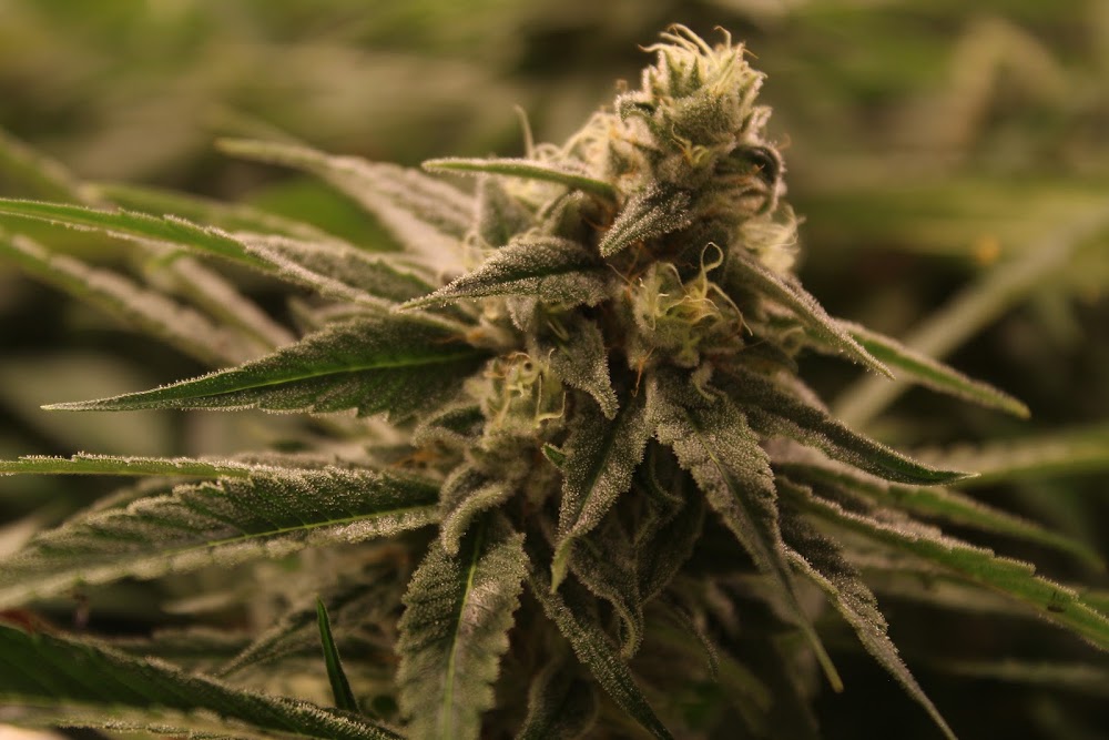 The Chronic Boutique photo 8