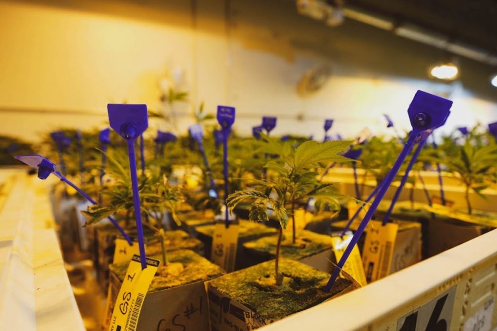 The Chronic Factory photo 1
