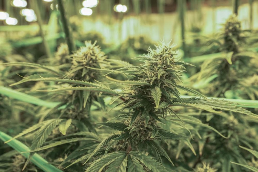 The Chronic Factory photo 3
