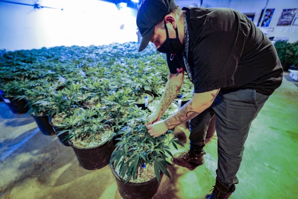 The Chronic Factory photo 4
