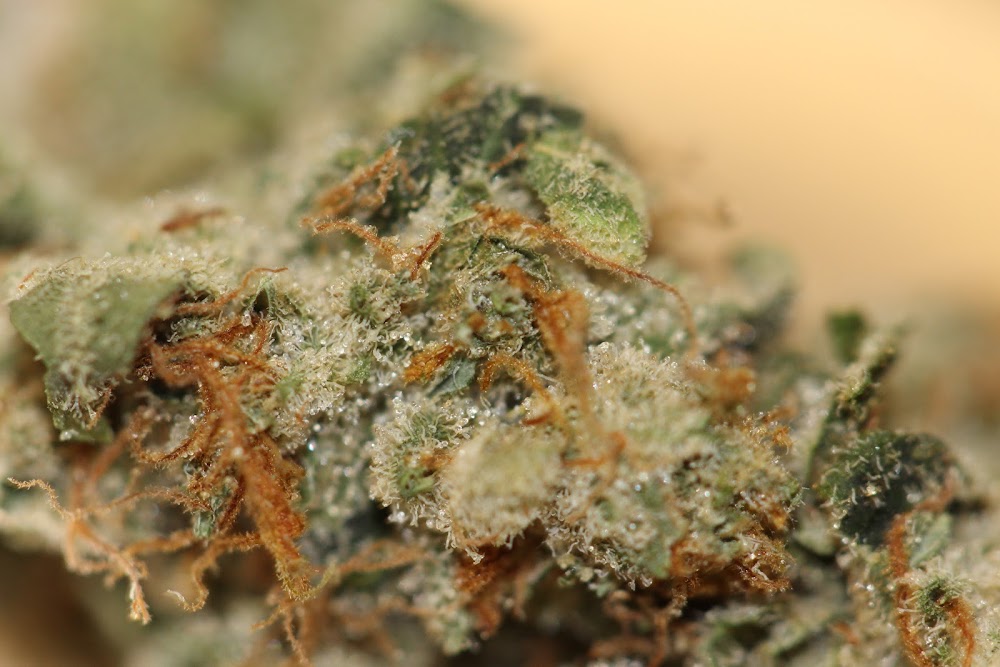 The Green Halo photo 8