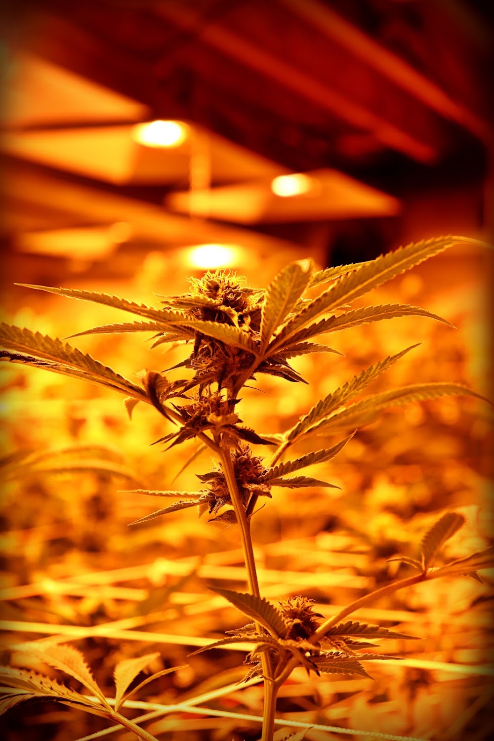 The Green Joint photo 3