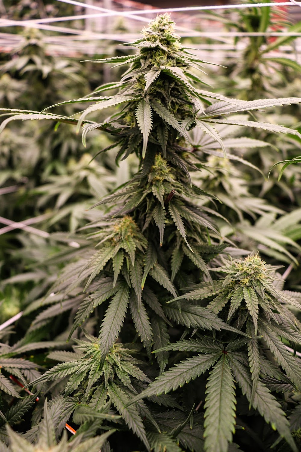 The Green Joint photo 8