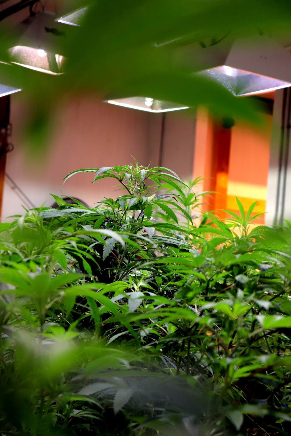 The Green Joint photo 2