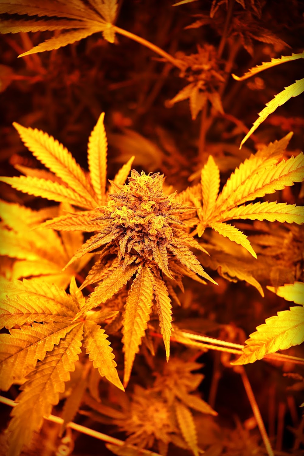 The Green Joint photo 6