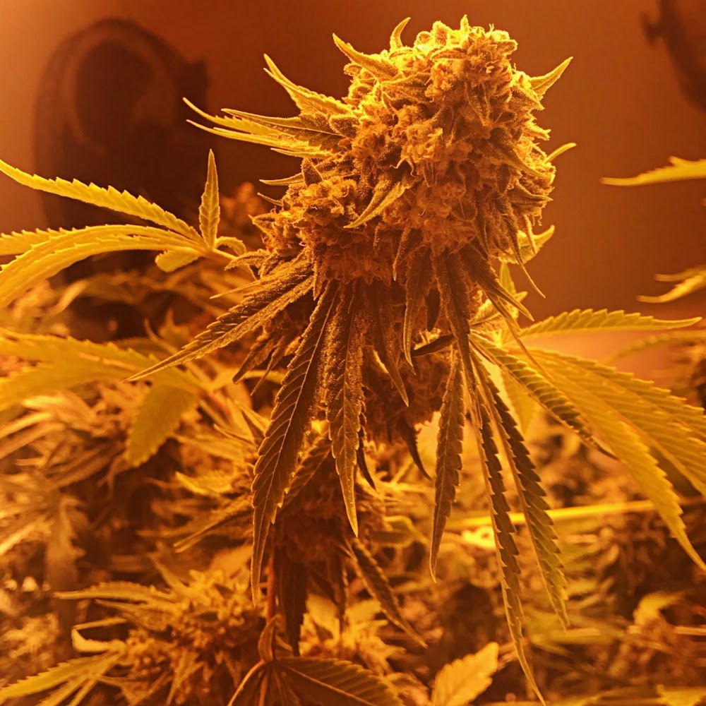 The Green Joint photo 8